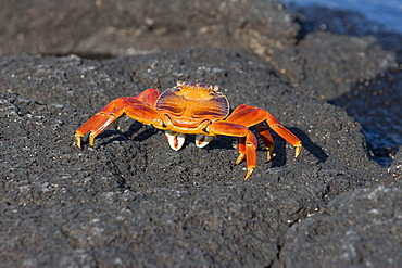 Sally lightfoot crab (Grapsus grapsus) in the litoral of the Galapagos Island Archipeligo, Ecuador.