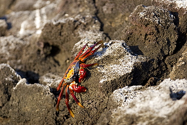 Sally lightfoot crab (Grapsus grapsus) in the litoral of the Galapagos Island Archipeligo, Ecuador.