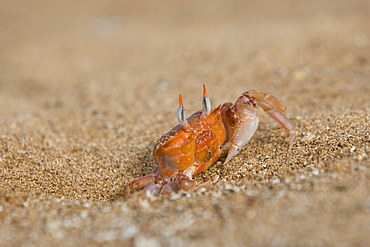 Adult ghost crabs (Ocypode sp.) on the beach at Bartolome Island in the Galapagos Island Group, Ecuador