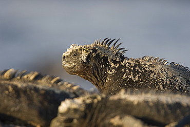 The endemic marine iguana (Amblyrhynchus cristatus) in the Galapagos Island Group, Ecuador