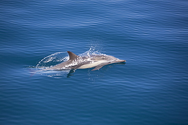 Long-beaked common dolphin (Delphinus capensis) pod in the calm waters off Isla del Carmen in the Gulf of California (Sea of Cortez), Baja California Sur, Mexico.