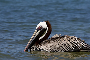 Adult brown pelican (Pelecanus occidentalis) on Bartolome Island in the Galapagos Island Group, Ecuador. Pacific Ocean.