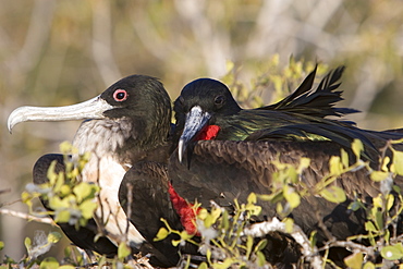 Great frigate bird (Fregata minor) nesting and breeding site on North Seymour Island in the Galapagos Island Group, Ecuador. Pacific Ocean.