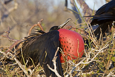 Great frigate bird (Fregata minor) nesting and breeding site on North Seymour Island in the Galapagos Island Group, Ecuador. Pacific Ocean.