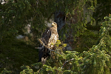 Juvenile bald eagle (Haliaeetus leucocephalus) in Takatz Bay on Baranof Island, Southeast Alaska, USA