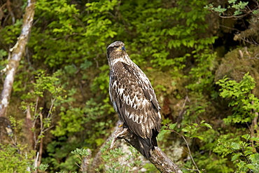 Juvenile bald eagle (Haliaeetus leucocephalus) in Takatz Bay on Baranof Island, Southeast Alaska, USA