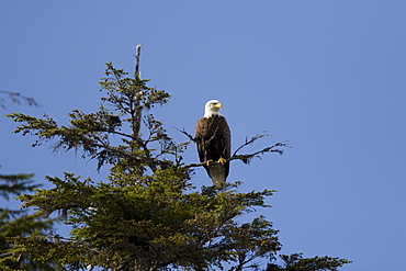 Adult bald eagle (Haliaeetus leucocephalus) in Sitka spruce tree in Pavlov Harbor on Chichagof Island, Southeast Alaska, USA. Pacific Ocean.