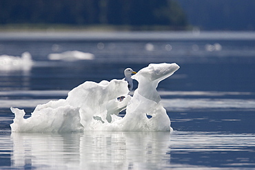 Gull standing on icebergs calved from the LeConte Glacier just outside Petersburg, Southeast Alaska, USA. Pacific Ocean.