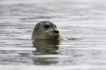 Bearded seal (Erignathus barbatus) swimming amongst the ice near Storpollen Glacier in the Svalbard Archipelago, Barents Sea, Norway.