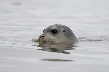 Bearded seal (Erignathus barbatus) swimming amongst the ice near Storpollen Glacier in the Svalbard Archipelago, Barents Sea, Norway.