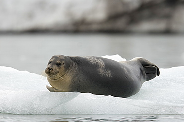 Bearded seal (Erignathus barbatus) hauled-out on the ice near Storpollen Glacier in the Svalbard Archipelago, Barents Sea, Norway.