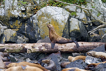 Northern (Steller) sea lion (Eumetopias jubatus) colony on sail rock in Frederick Sound, southeastern Alaska