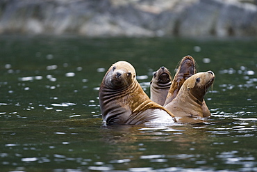 Northern (Steller) sea lion (Eumetopias jubatus) colony on sail rock in Frederick Sound, southeastern Alaska