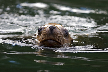 Northern (Steller) sea lion (Eumetopias jubatus) colony on sail rock in Frederick Sound, southeastern Alaska