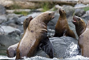 Northern (Steller) sea lion (Eumetopias jubatus) colony on sail rock in Frederick Sound, southeastern Alaska