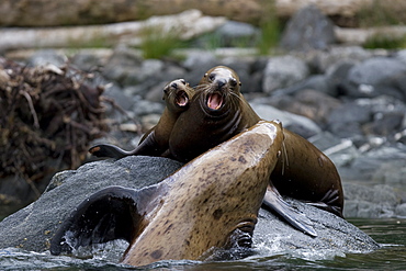 Northern (Steller) sea lion (Eumetopias jubatus) colony on sail rock in Frederick Sound, southeastern Alaska