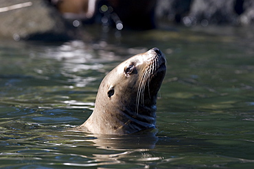 Northern (Steller) sea lion (Eumetopias jubatus) colony on sail rock in Frederick Sound, southeastern Alaska