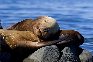 Northern (Steller) sea lion (Eumetopias jubatus) colony on sail rock in Frederick Sound, southeastern Alaska