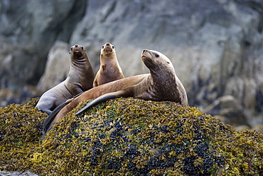 Northern (Steller) sea lion (Eumetopias jubatus) colony on sail rock in Frederick Sound, southeastern Alaska