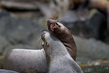 Northern (Steller) sea lion (Eumetopias jubatus) colony on sail rock in Frederick Sound, southeastern Alaska