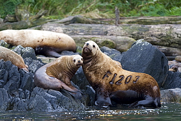 Northern (Steller) sea lion (Eumetopias jubatus) colony on sail rock in Frederick Sound, southeastern Alaska