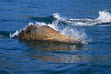 Northern (Steller) sea lion (Eumetopias jubatus) "porpoising" in Inian Pass in Cross Sound, southeastern Alaska