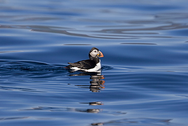 Juvenile puffin (Fratercula arctica) on flat calm waters just outside the Norweigian town of Reine in the Lofoton Island Group of Northern Norway, Norwegian Sea.