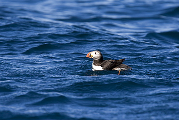 Adult puffin (Fratercula arctica) on fthe nesting island of Vaeroya in the Lofoton Island Group of Northern Norway, Norwegian Sea.