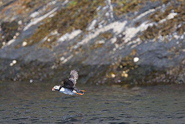 Adult puffin (Fratercula arctica) on fthe nesting island of Vaeroya in the Lofoton Island Group of Northern Norway, Norwegian Sea.