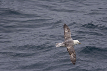 Northern fulmar (Fulmarus glacialis) on the wing in the Barents Sea south of Bear Island (BjÂ¯rnÂ¯ya) just off the continental shelf.