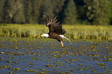 An adult bald eagle (Haliaeetus leucocephalus) in Windham Bay on the Alaskan coast in Southeast Alaska, USA. Pacific Ocean