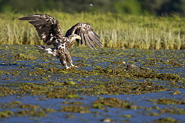 A juvenile bald eagle (Haliaeetus leucocephalus) scavenging a salmon carcass in Windham Bay on the Alaskan coast in Southeast Alaska, USA