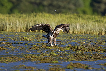 A juvenile bald eagle (Haliaeetus leucocephalus) scavenging a salmon carcass in Windham Bay on the Alaskan coast in Southeast Alaska, USA