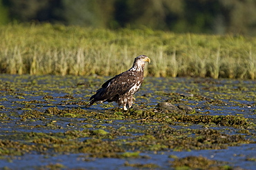 A juvenile bald eagle (Haliaeetus leucocephalus) scavenging a salmon carcass in Windham Bay on the Alaskan coast in Southeast Alaska, USA