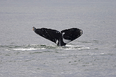 Adult humpback whale (Megaptera novaeangliae) fluke-up dive in Chatham Strait, southeast Alaska, USA.