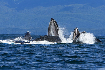 A group of adult humpback whales (Megaptera novaeangliae) co-operatively "bubble-net" feeding along the west side of Chatham Strait in Southeast Alaska, USA