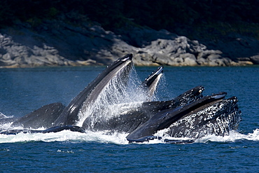 A group of adult humpback whales (Megaptera novaeangliae) co-operatively "bubble-net" feeding along the west side of Chatham Strait in Southeast Alaska, USA