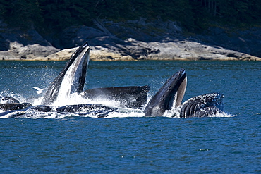 A group of adult humpback whales (Megaptera novaeangliae) co-operatively "bubble-net" feeding along the west side of Chatham Strait in Southeast Alaska, USA