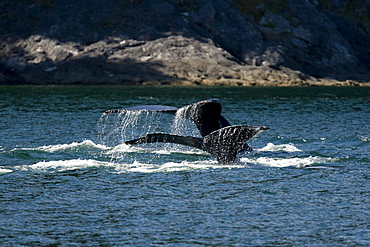 A group of adult humpback whales (Megaptera novaeangliae) co-operatively "bubble-net" feeding along the west side of Chatham Strait in Southeast Alaska, USA