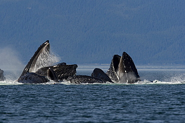 A group of adult humpback whales (Megaptera novaeangliae) co-operatively "bubble-net" feeding along the west side of Chatham Strait in Southeast Alaska, USA