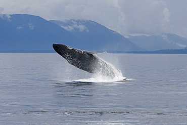 Humpback whale mother (Megaptera novaeangliae) breaching in south Frederick Sound, Southeast Alaska, USA. Pacific Ocean. 