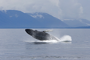 Humpback whale mother (Megaptera novaeangliae) breaching in south Frederick Sound, Southeast Alaska, USA. Pacific Ocean. 