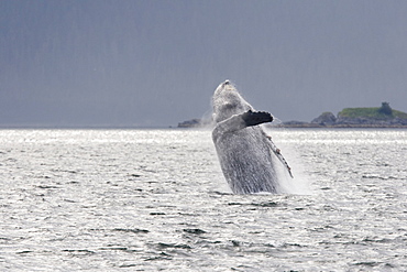 Adult humpback whale (Megaptera novaeangliae) breaching and head-lunging along the eastern shore of Chichagof Island in Southeastern Alaska, USA