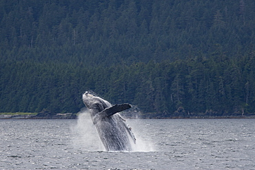 Adult humpback whale (Megaptera novaeangliae) breaching and head-lunging along the eastern shore of Chichagof Island in Southeastern Alaska, USA