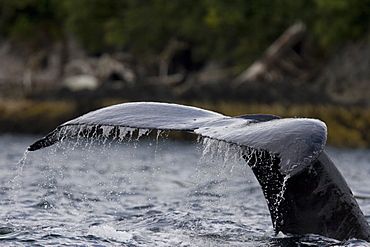 A group of adult humpback whales (Megaptera novaeangliae) co-operatively "bubble-net" feeding along the west side of Chatham Strait in Southeast Alaska, USA. Pacific Ocean. 