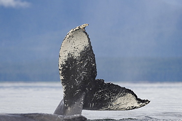 A group of adult humpback whales (Megaptera novaeangliae) co-operatively "bubble-net" feeding along the west side of Chatham Strait in Southeast Alaska, USA. Pacific Ocean. 