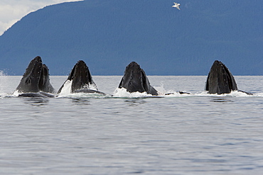 A group of adult humpback whales (Megaptera novaeangliae) co-operatively "bubble-net" feeding along the west side of Chatham Strait in Southeast Alaska, USA. Pacific Ocean. 