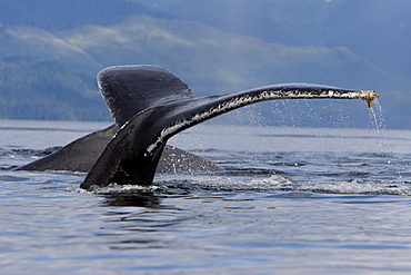 A group of adult humpback whales (Megaptera novaeangliae) co-operatively "bubble-net" feeding along the west side of Chatham Strait in Southeast Alaska, USA. Pacific Ocean. 