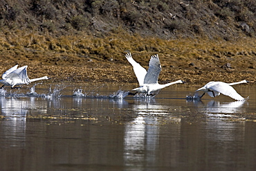 Adult trumpeter swans (Cygnus buccinator) taking off and landing on the Yellowstone River in Yellowstone National Park, Wyoming, USA.