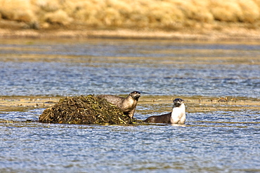 A family of river otters (Lontra canadensis) foraging in the Yellowstone River in Hayden Valley in Yellowstone National Park, Wyoming